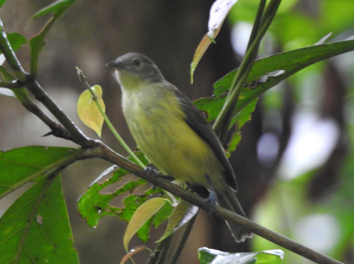 Green-backed Honeyeater - ML614430776