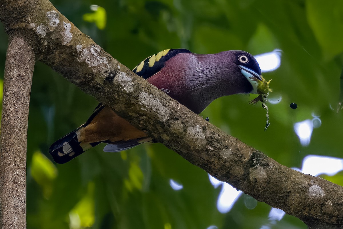 Banded Broadbill - ML614430801