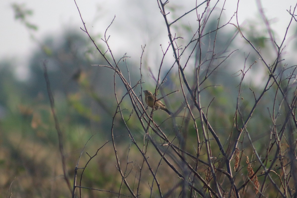 Yellow-breasted Bunting - Supot Surapaetang