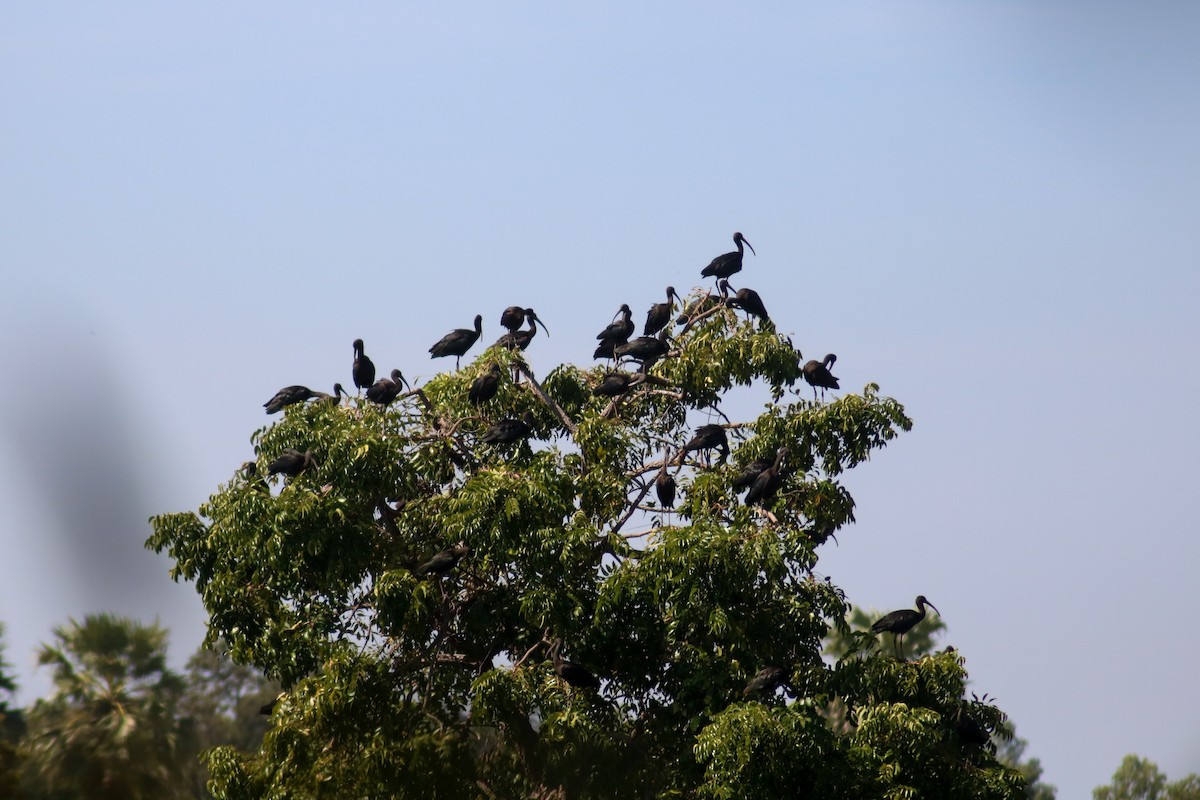 Glossy Ibis - Supot Surapaetang