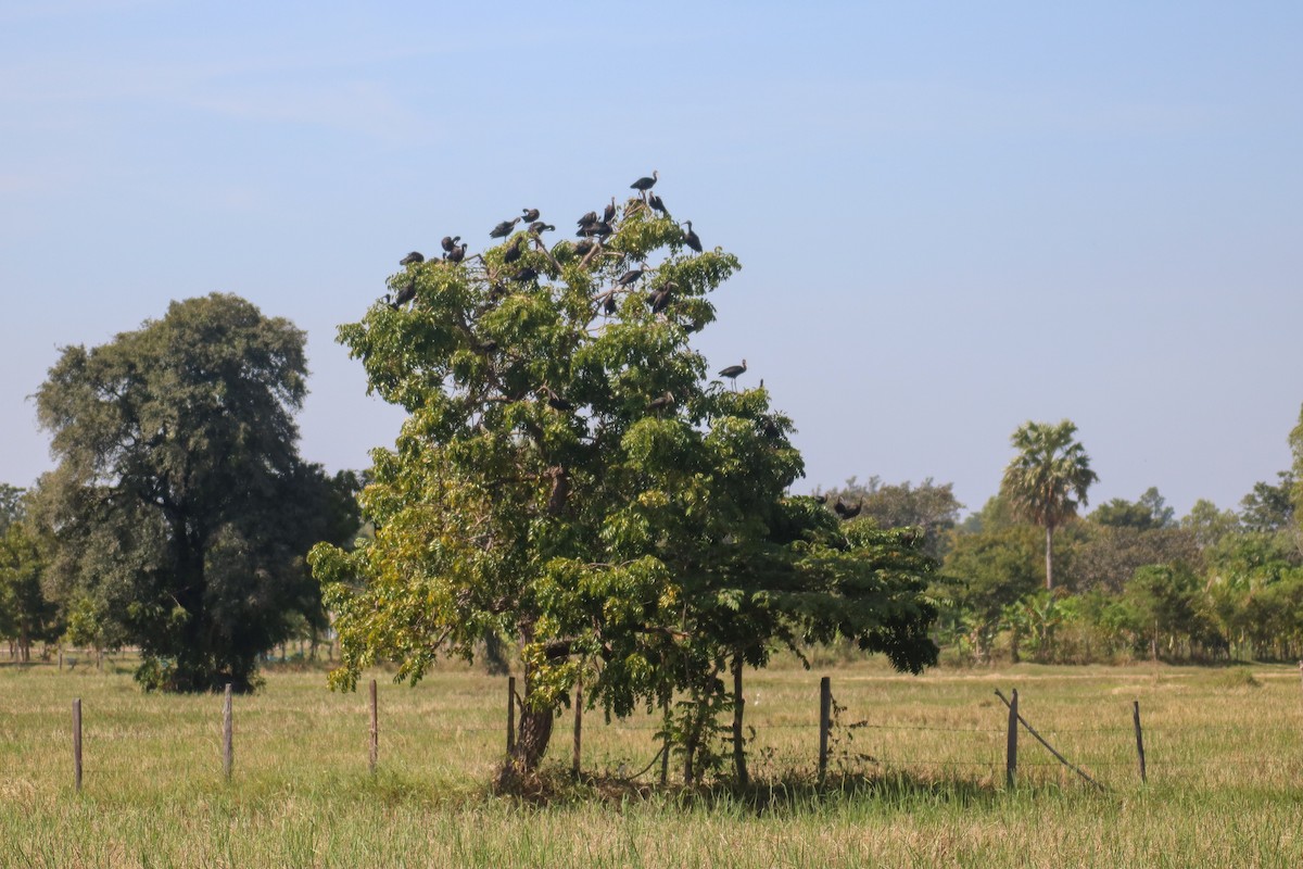 Glossy Ibis - Supot Surapaetang