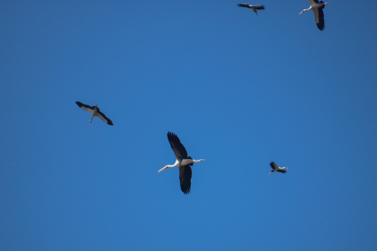 Painted Stork - Supot Surapaetang