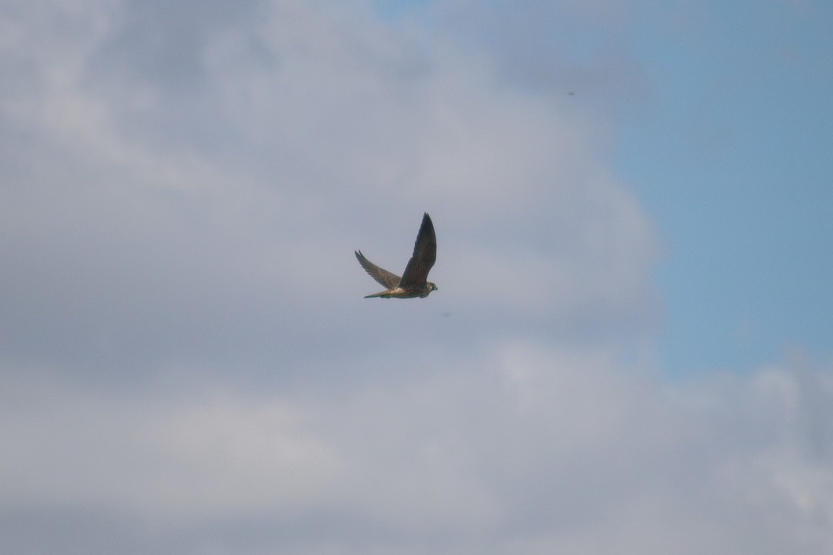 Peregrine Falcon - Supot Surapaetang
