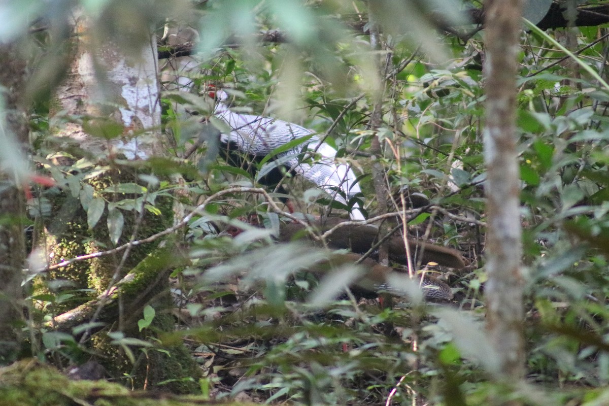 Silver Pheasant - ML614430984