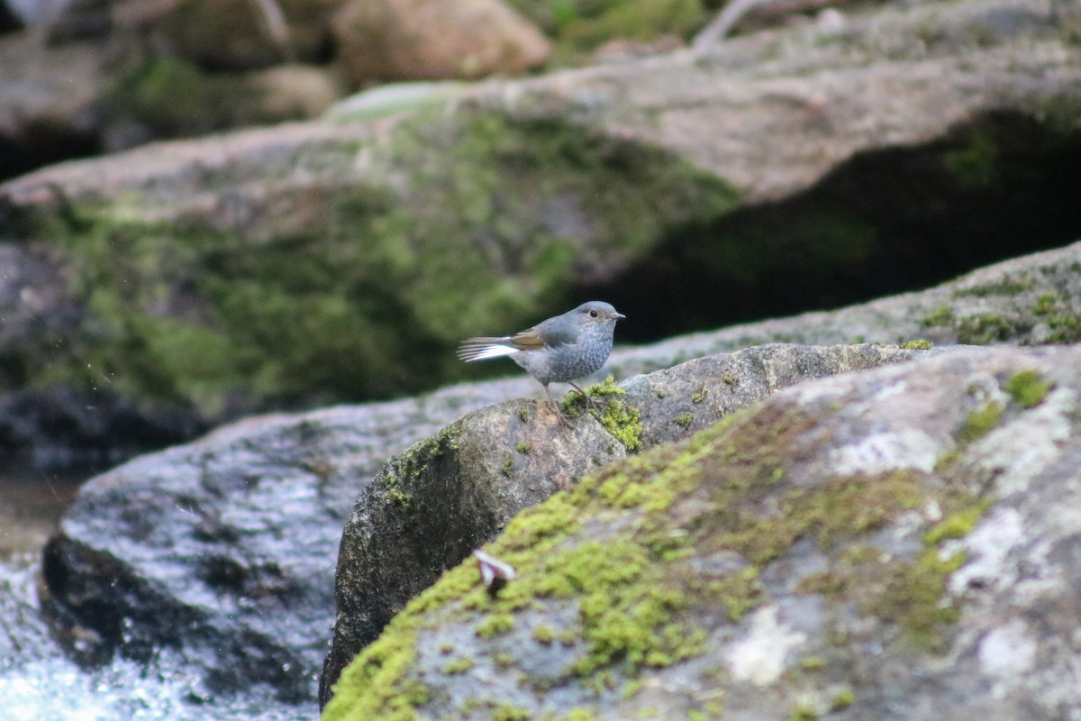 Plumbeous Redstart - ML614431056