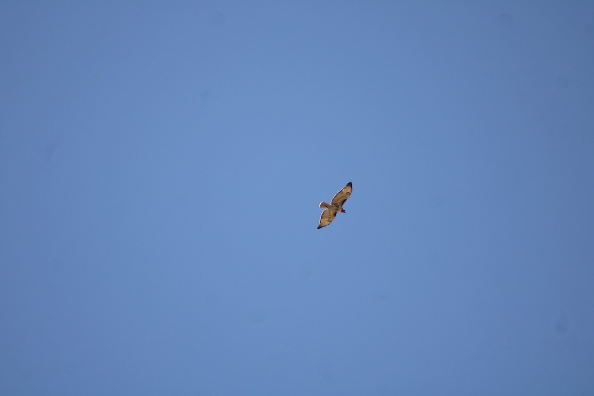 Red-tailed Hawk - Hanji Eduardo Alegría Ovando