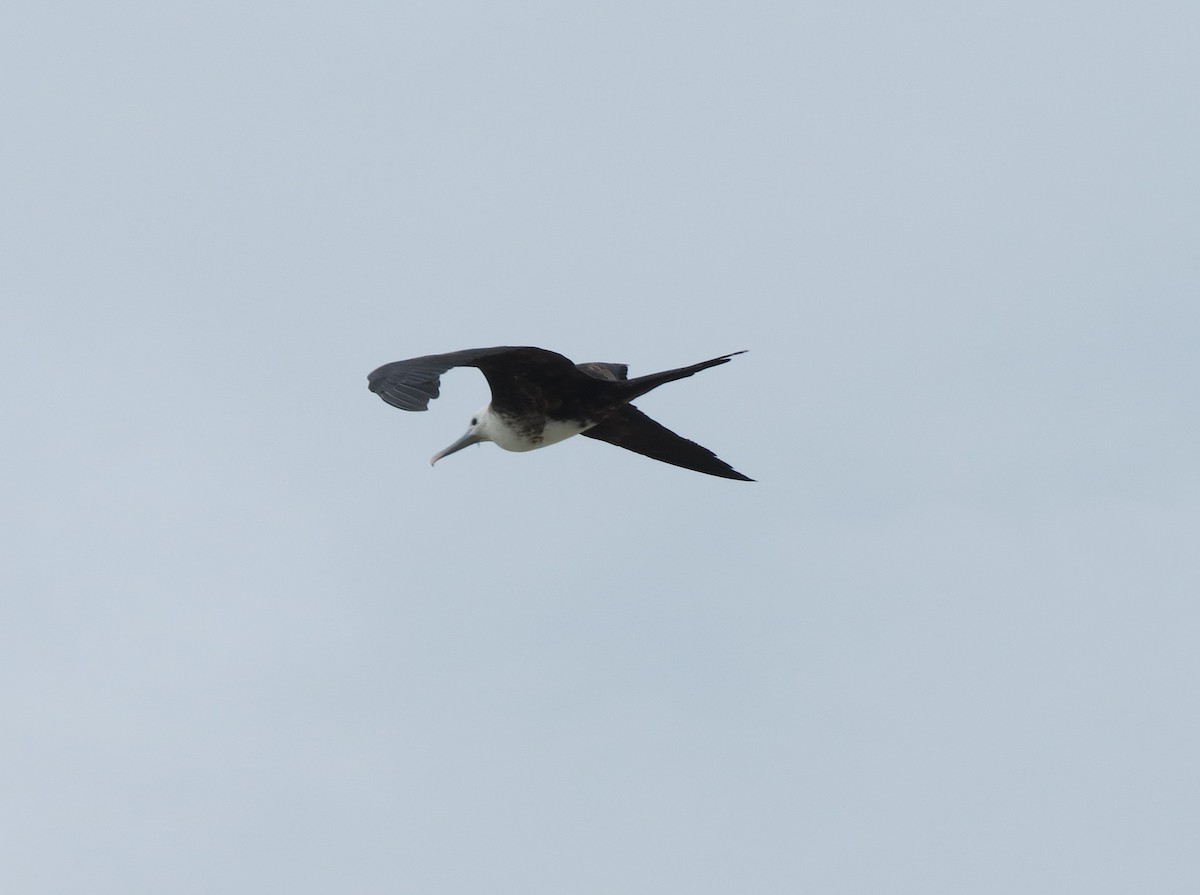 Magnificent Frigatebird - ML614431090