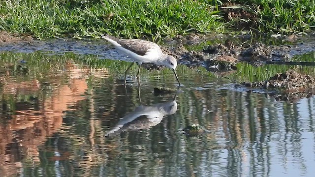 Marsh Sandpiper - ML614431123