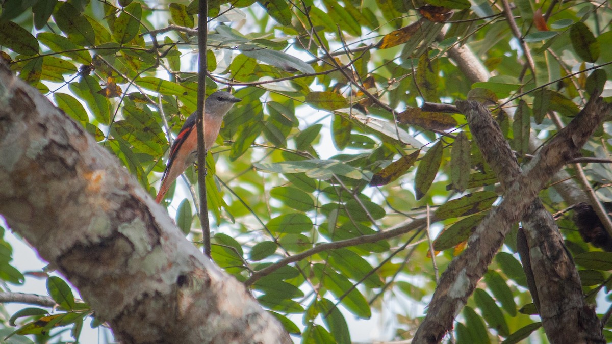 Minivet Rosado - ML614431134