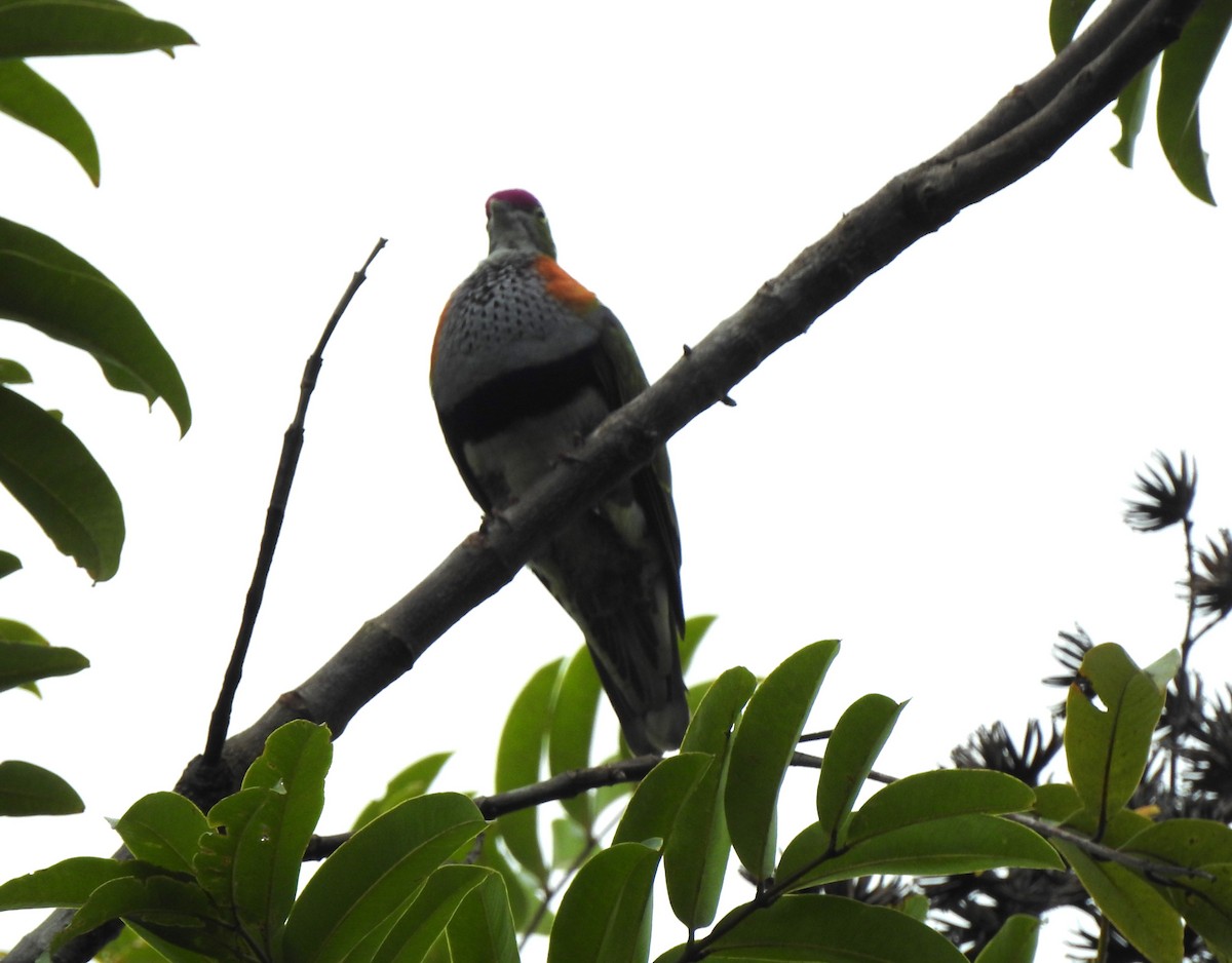 Superb Fruit-Dove - ML614431274