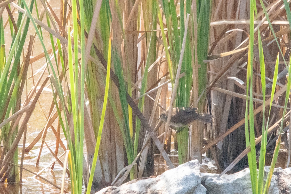 Little Rush Warbler - ML614431589