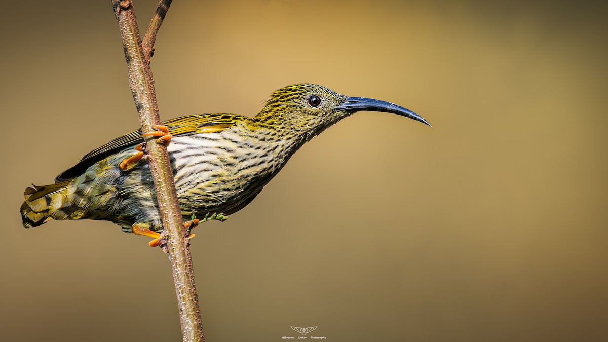 Streaked Spiderhunter - ML614431594