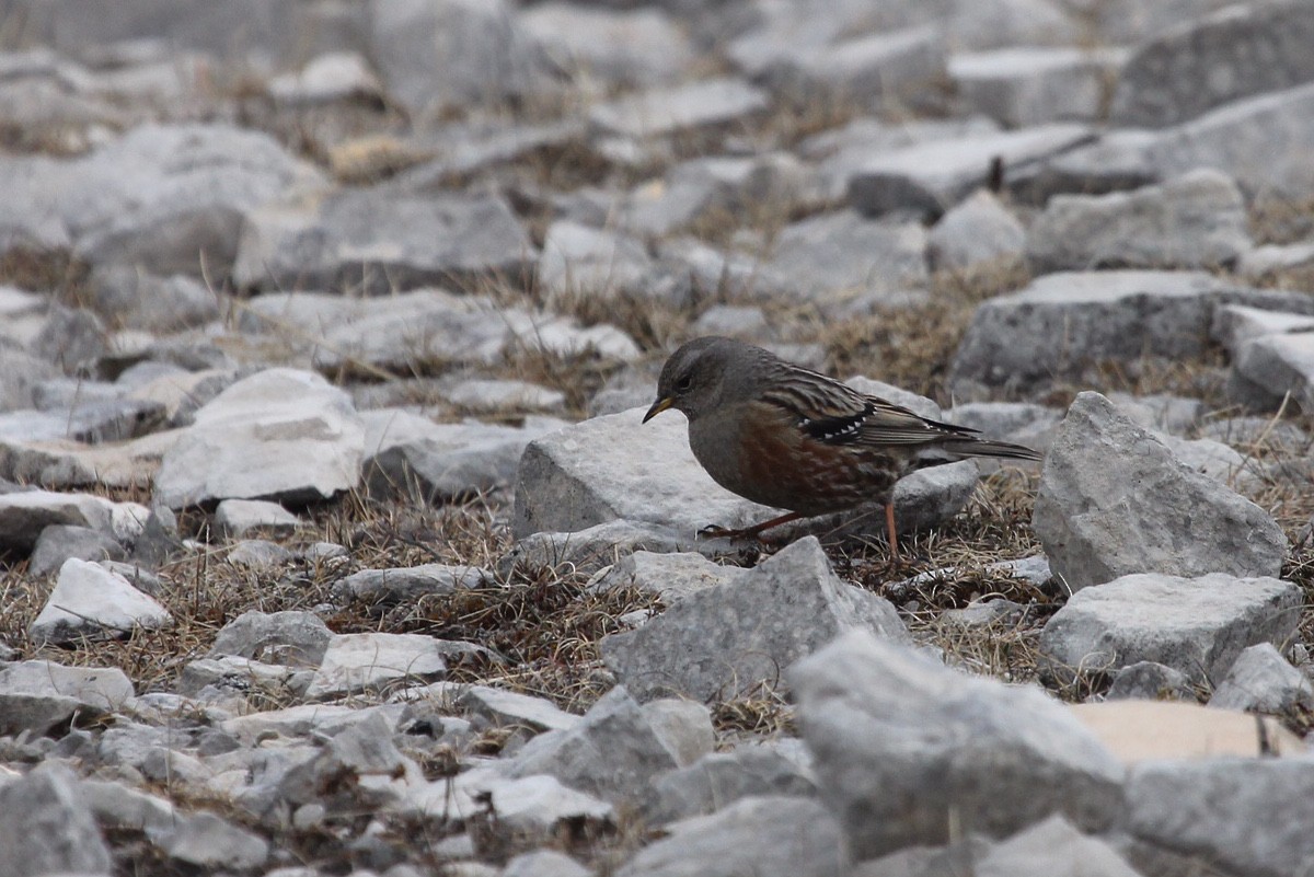 Alpine Accentor - ML614431636