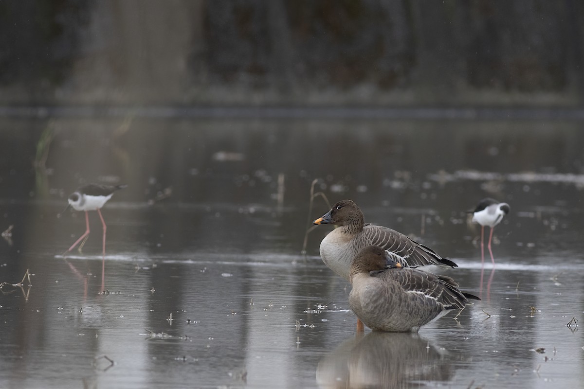 Tundra Bean-Goose - u7 Liao