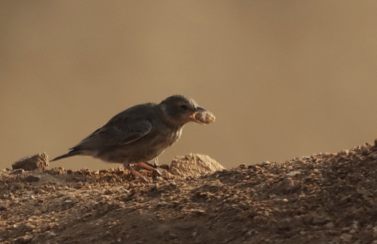 Ashy-crowned Sparrow-Lark - ML614431690
