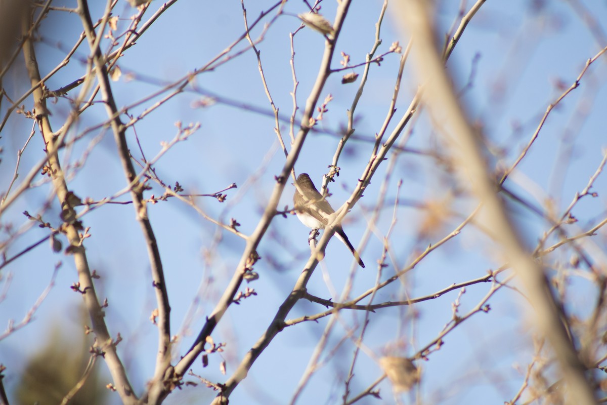 Black Phoebe - ML614431702