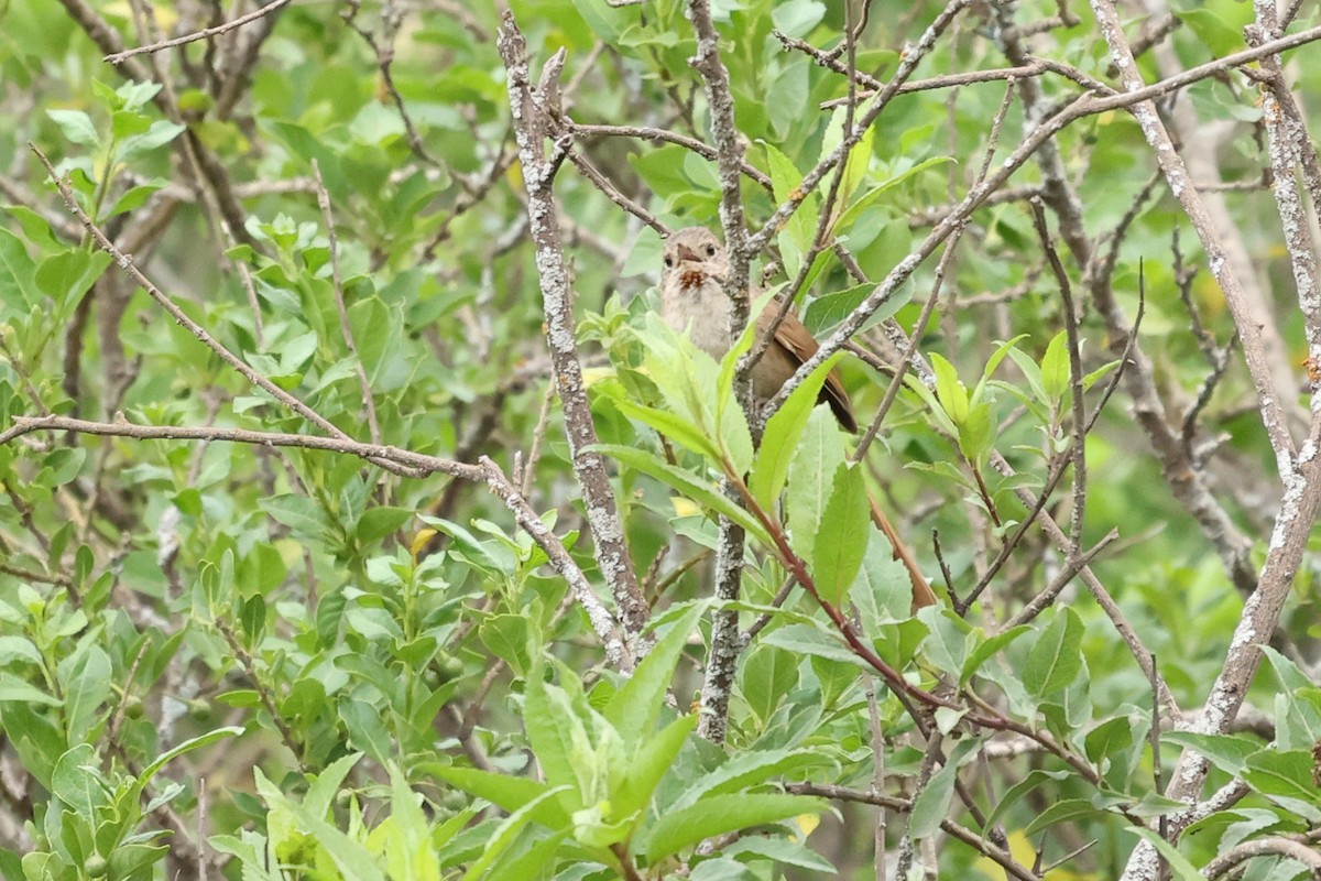 ボリビアカマドドリ - ML614431715