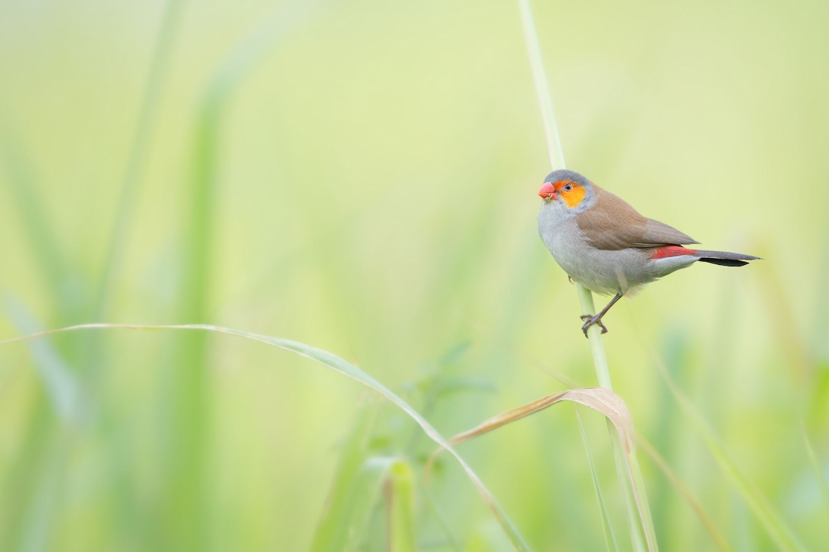Orange-cheeked Waxbill - ML614431723