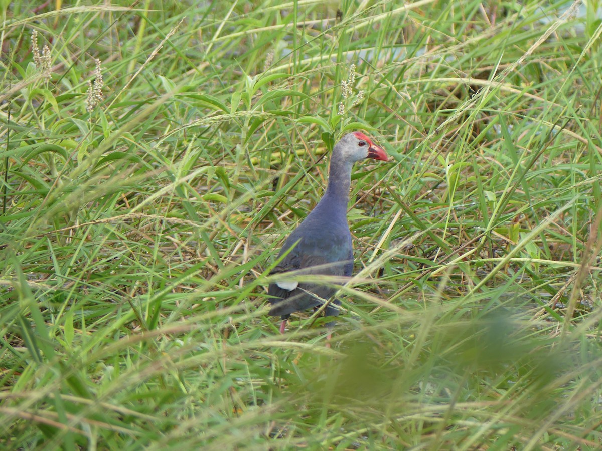 Gray-headed Swamphen - ML614431856