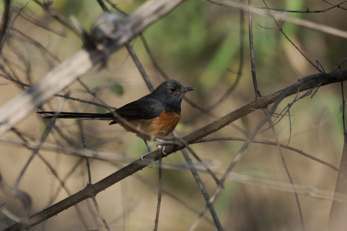 White-rumped Shama - ML614431893