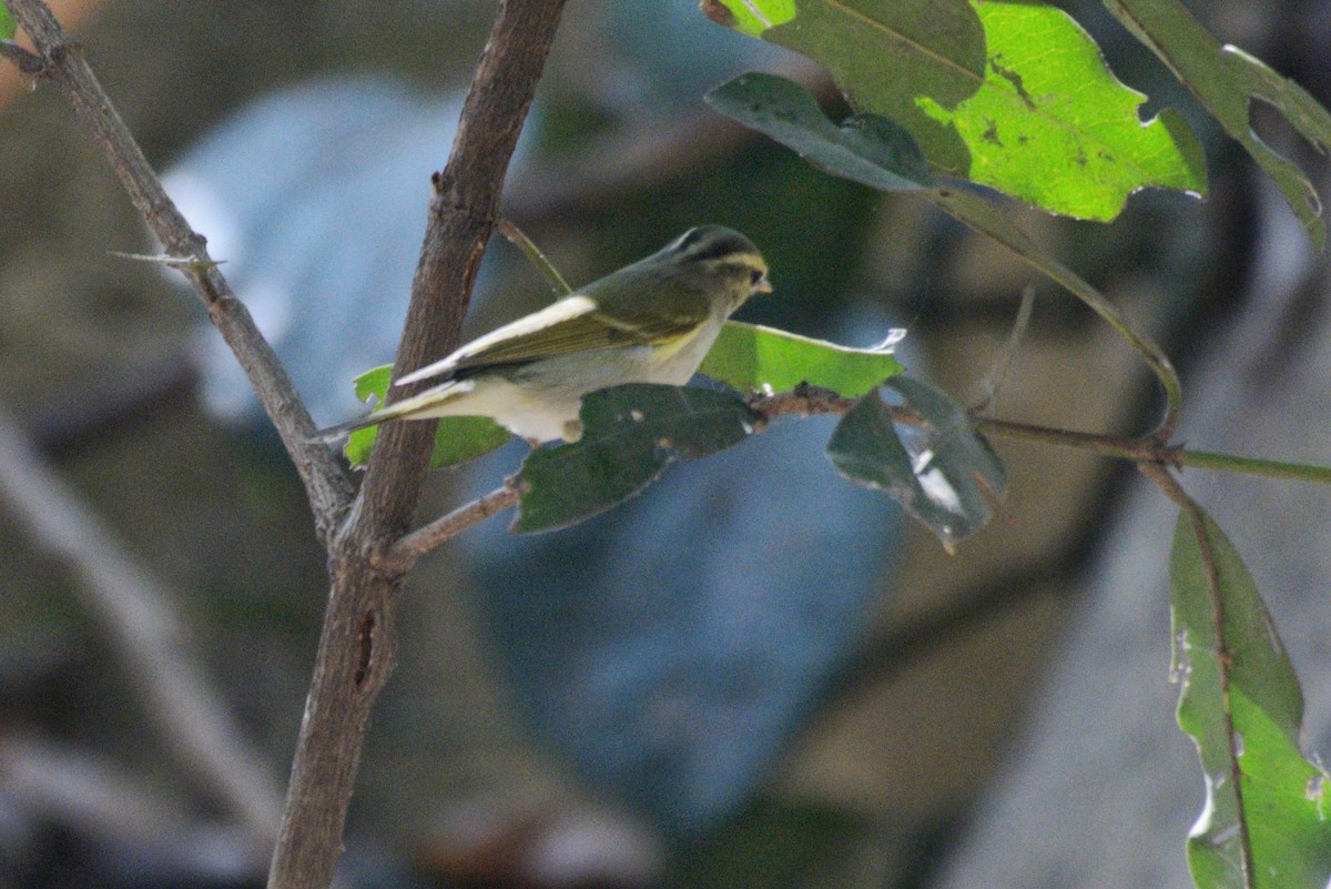 budníček afghánský - ML614431897