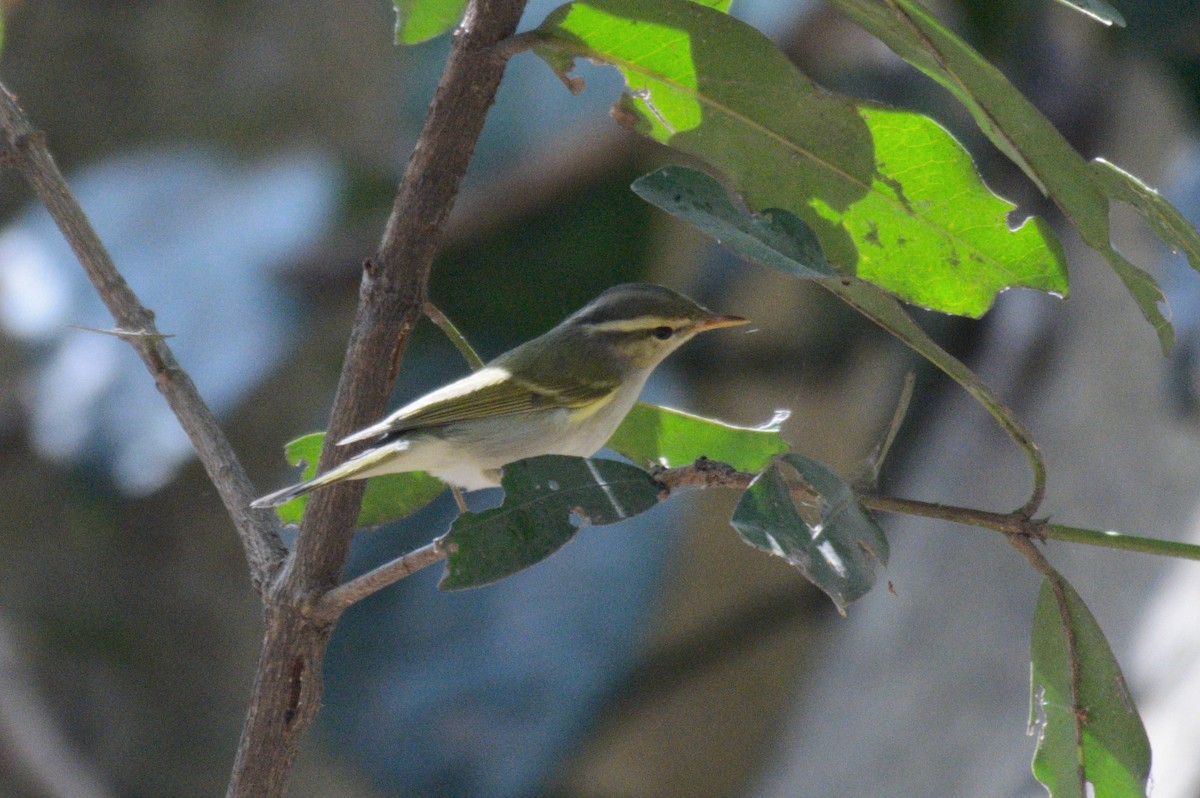 budníček afghánský - ML614431901