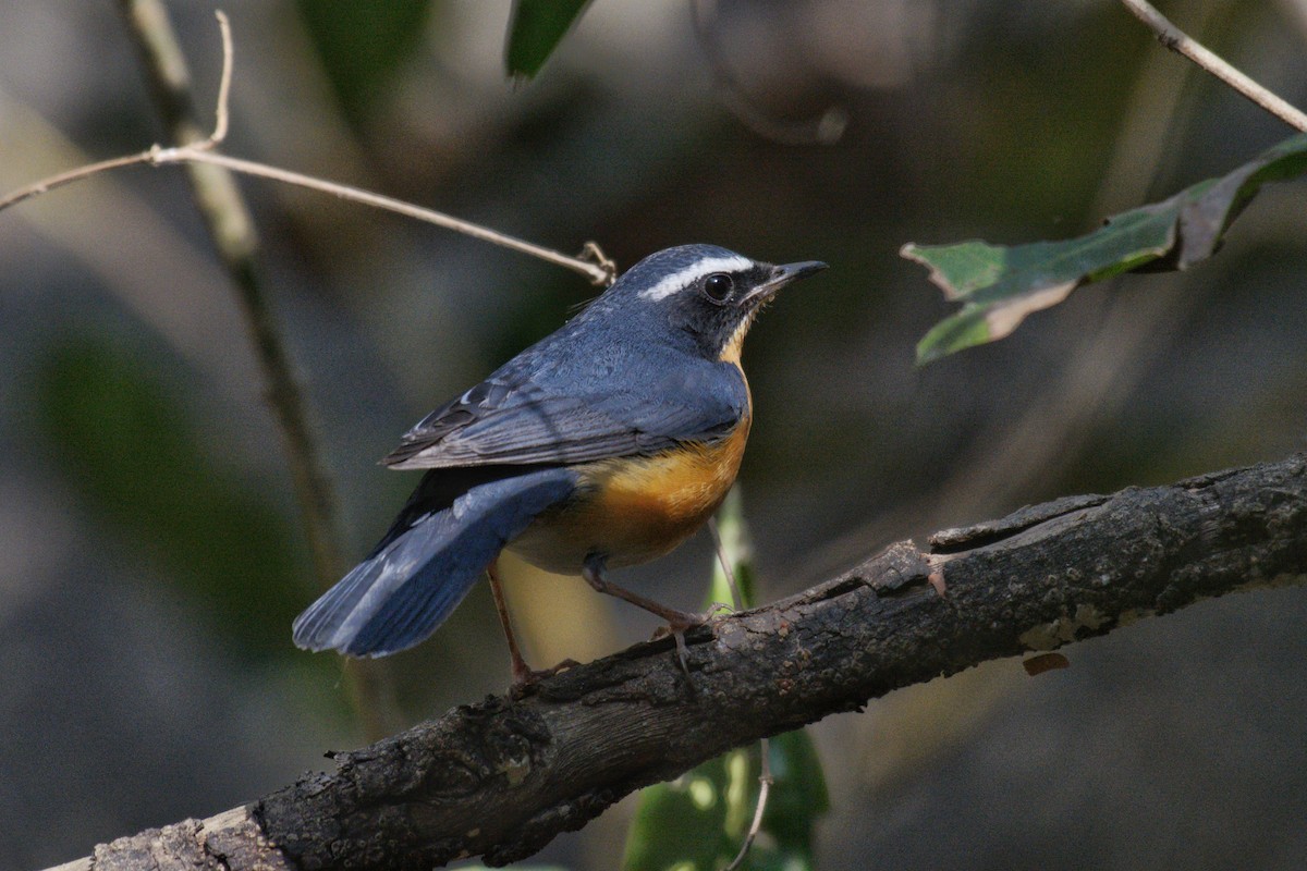 Indian Blue Robin - ML614431907