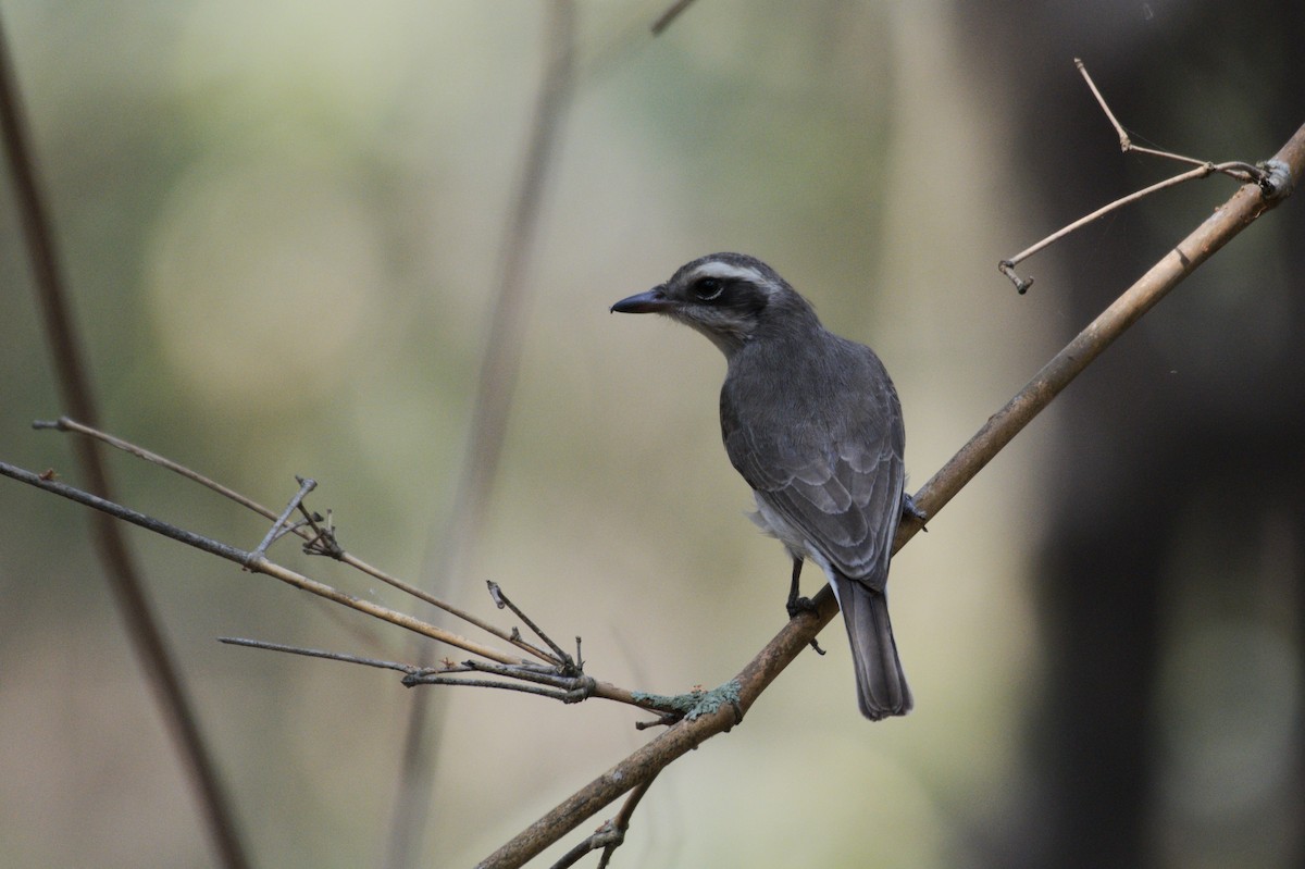 Common Woodshrike - ML614431909