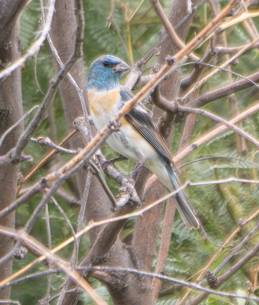 Lazuli Bunting - ML614431939