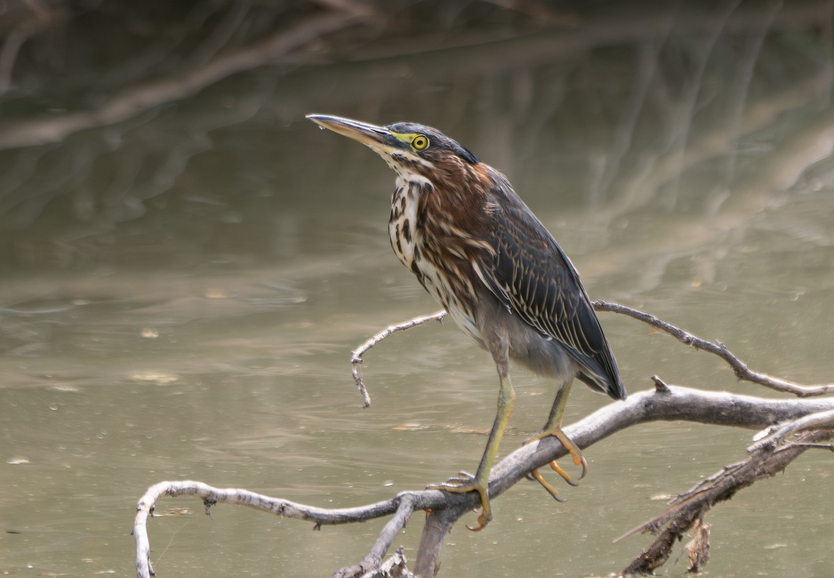Green Heron - ML614431946