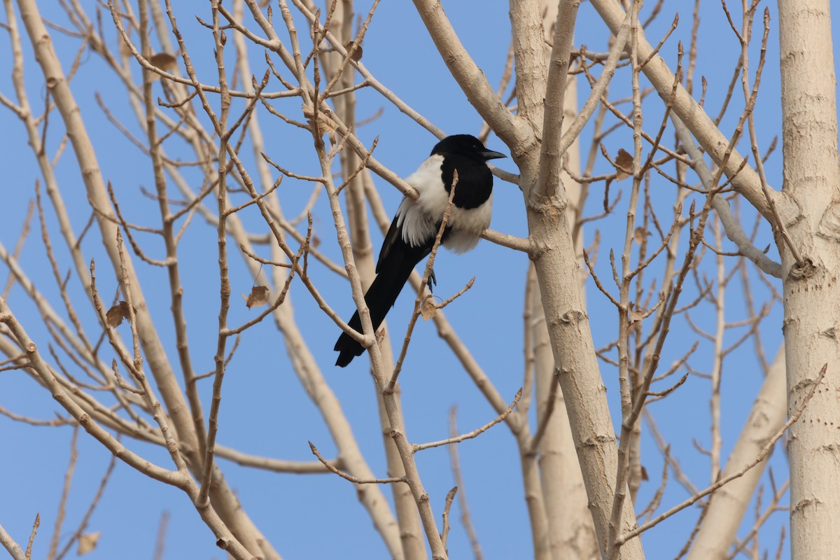 Oriental Magpie - Oscar Takahashi