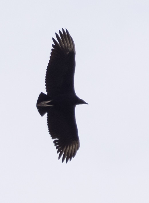Black Vulture - ML614431950