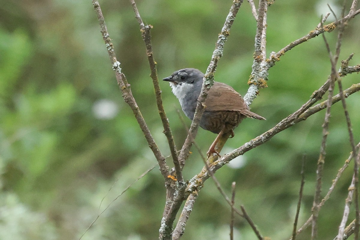 Zimmer's Tapaculo - ML614432029