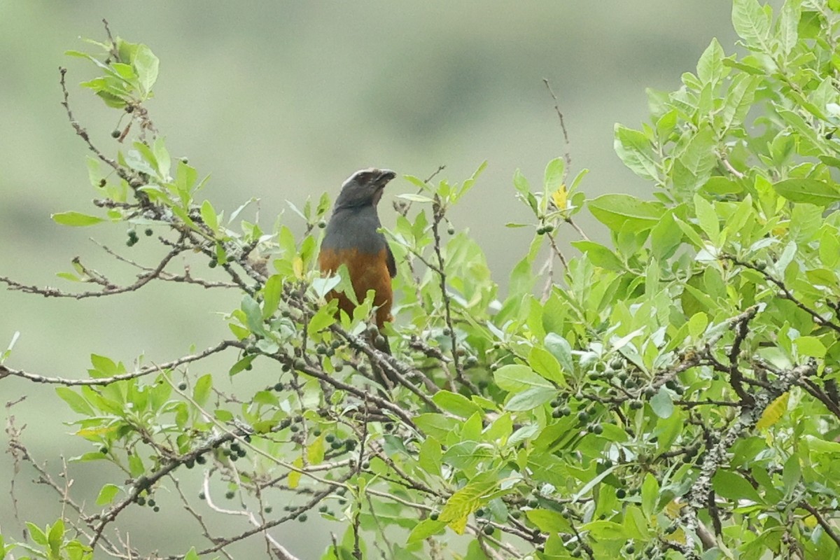 Rufous-bellied Mountain Tanager - ML614432045