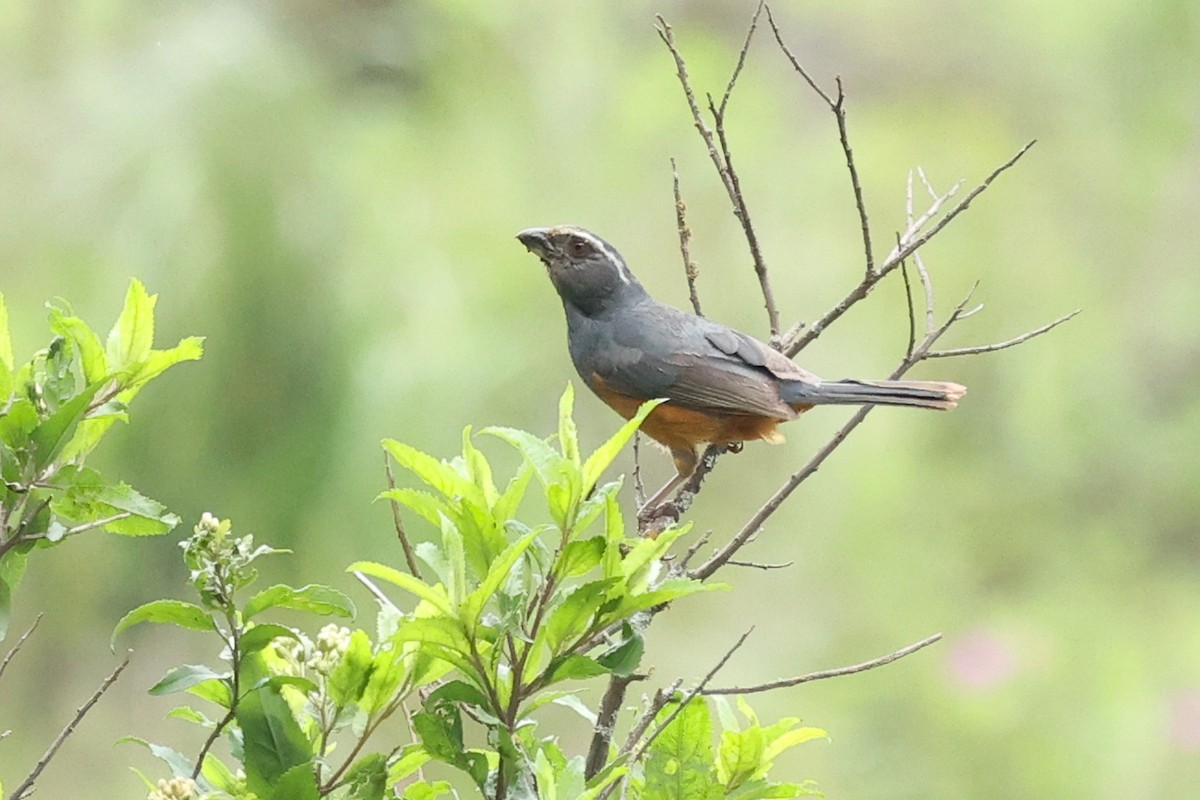 Rufous-bellied Mountain Tanager - ML614432047