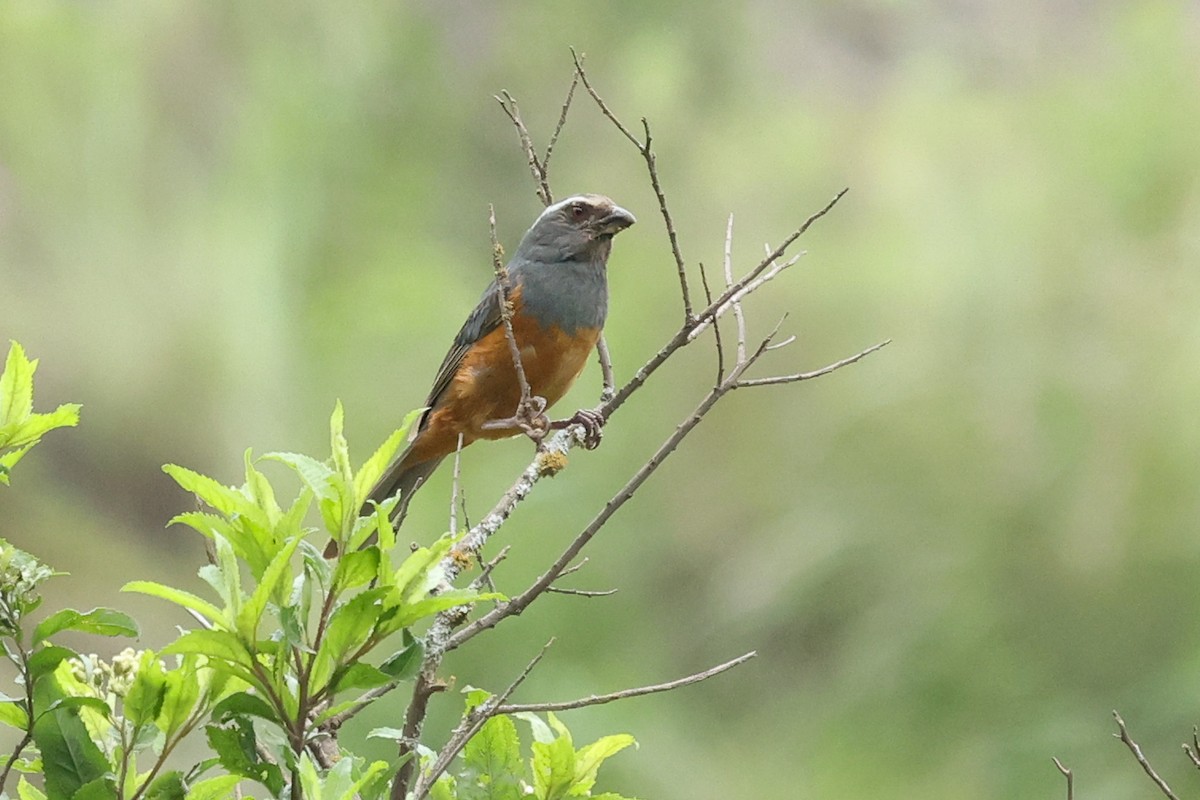 Rufous-bellied Mountain Tanager - ML614432049