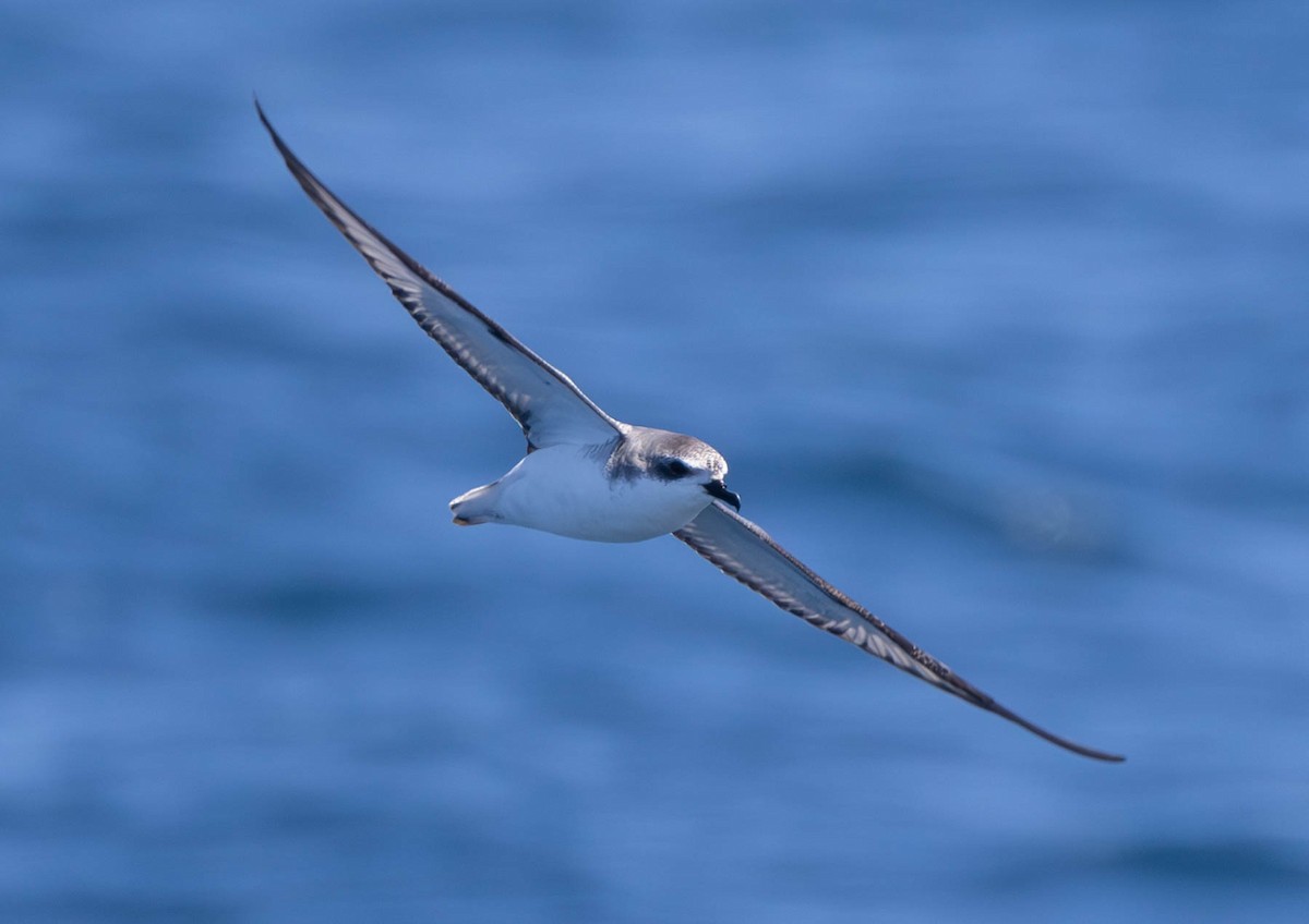 Cook's Petrel - ML614432071