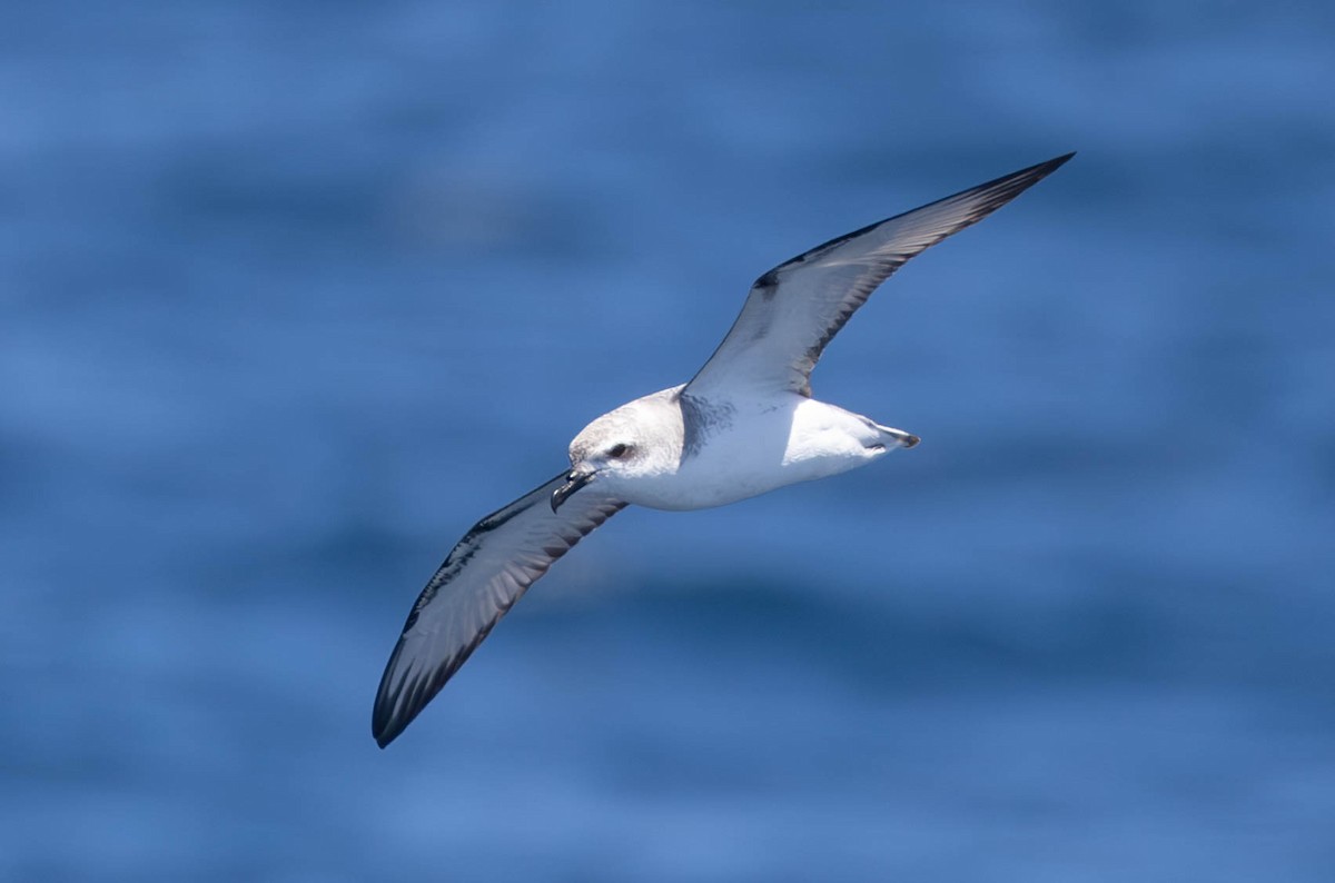 Cook's Petrel - ML614432073