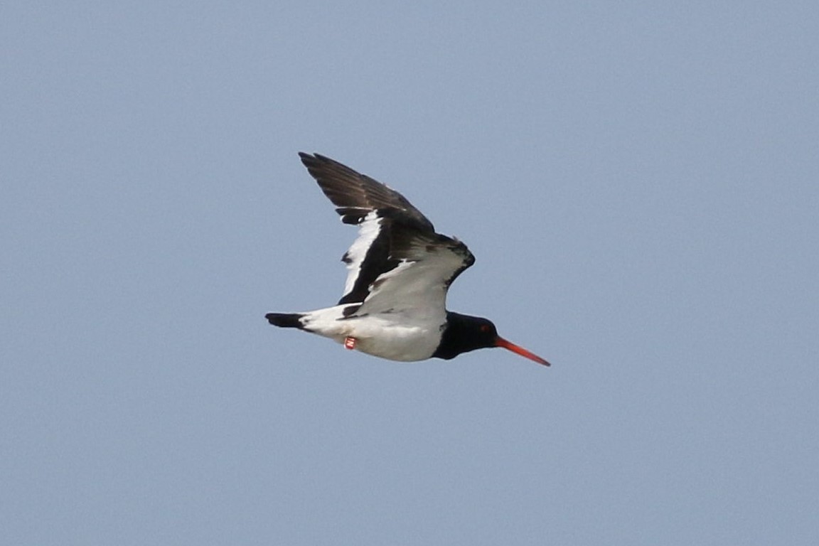 South Island Oystercatcher - ML614432079