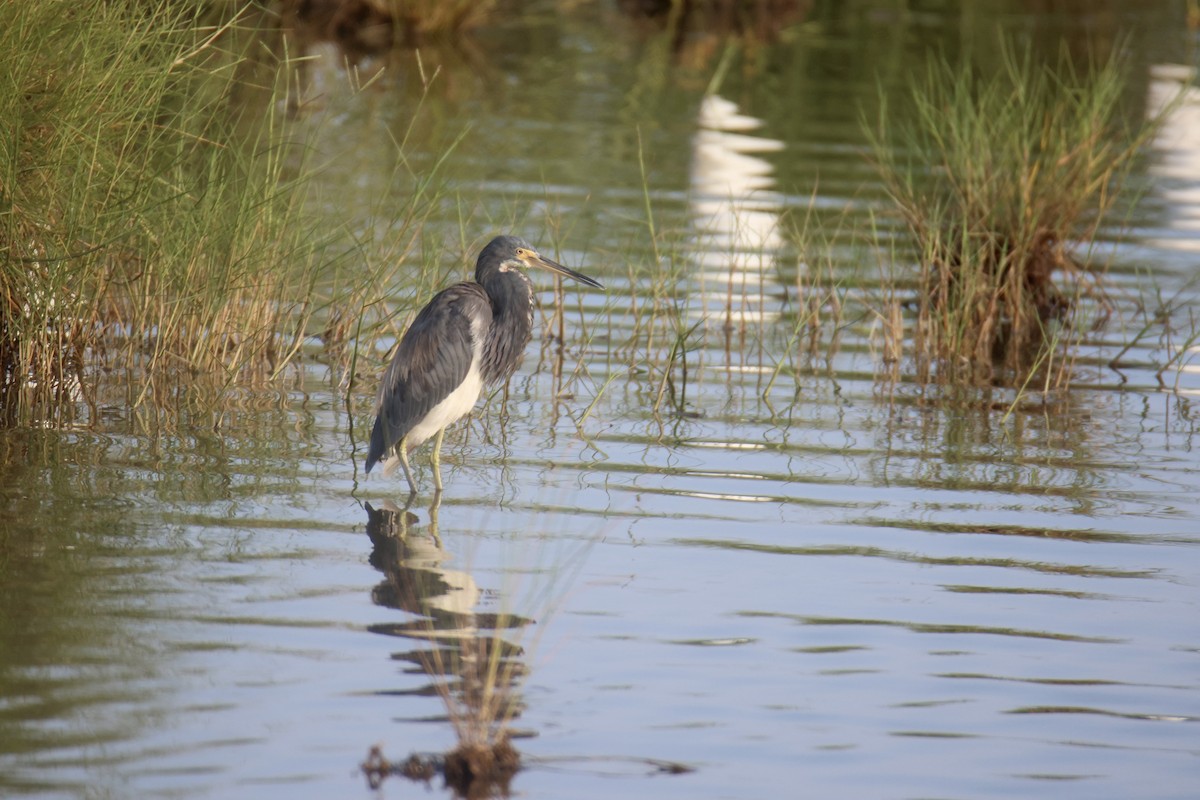 Tricolored Heron - ML614432151