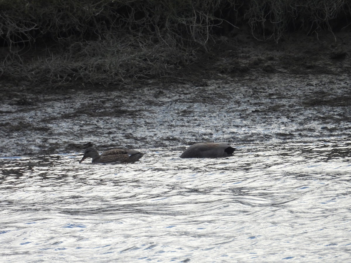 Gadwall - ML614432218