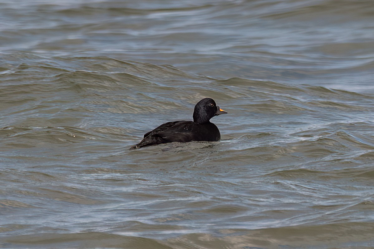 Common Scoter - ML614432273