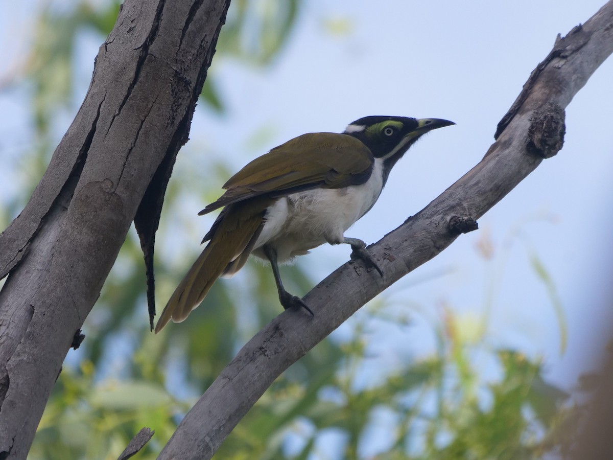 Blue-faced Honeyeater - Frank Coman