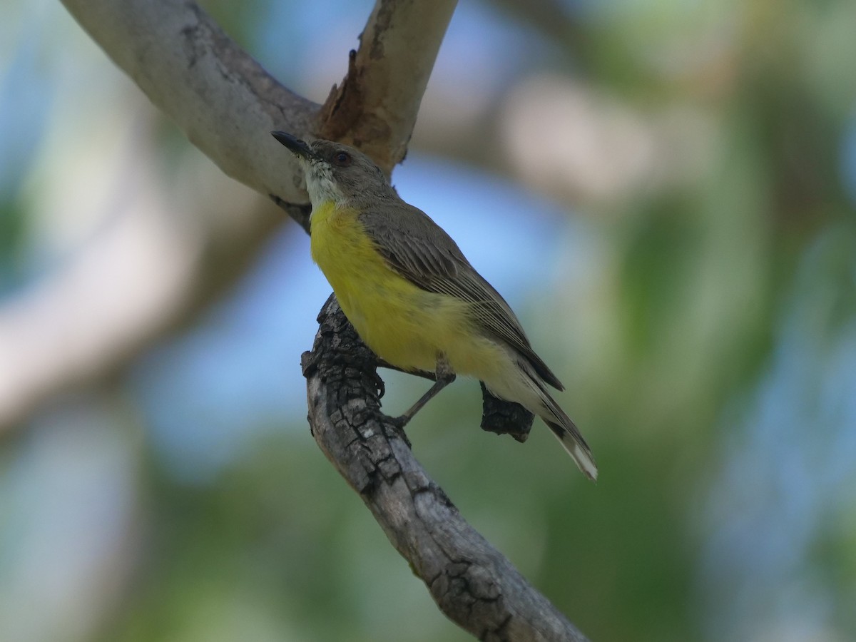 White-throated Gerygone - Frank Coman