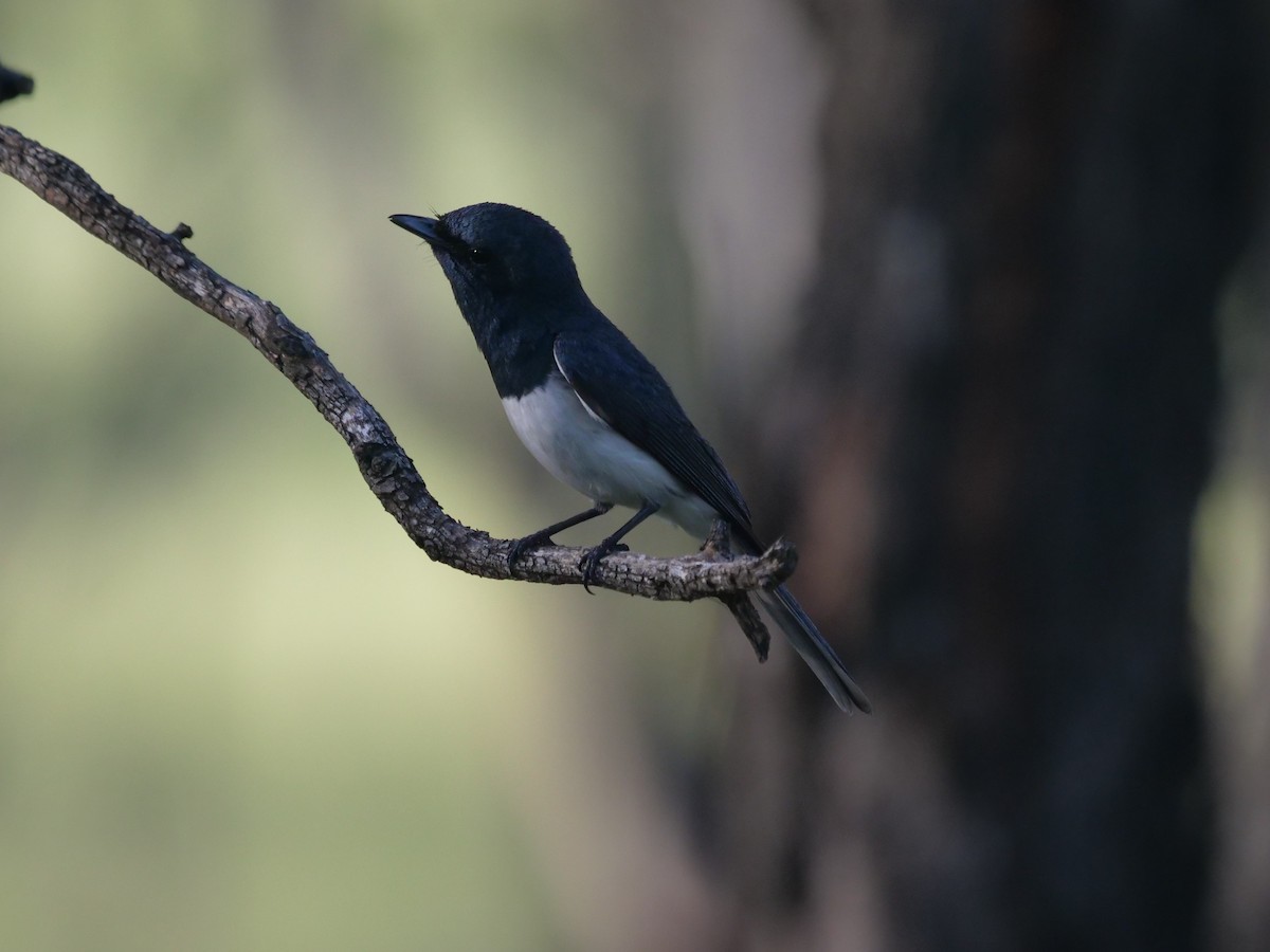 Leaden Flycatcher - Frank Coman