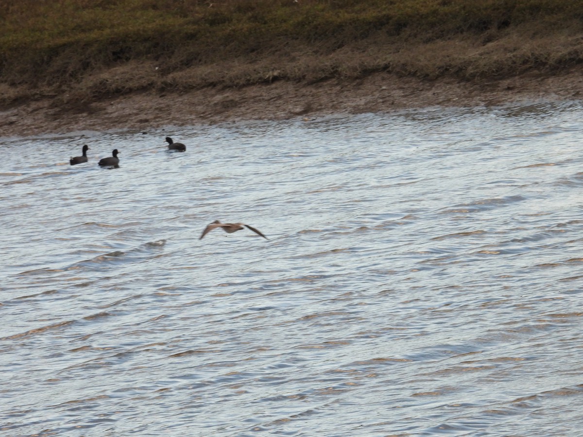 Whimbrel - Juan Ramírez