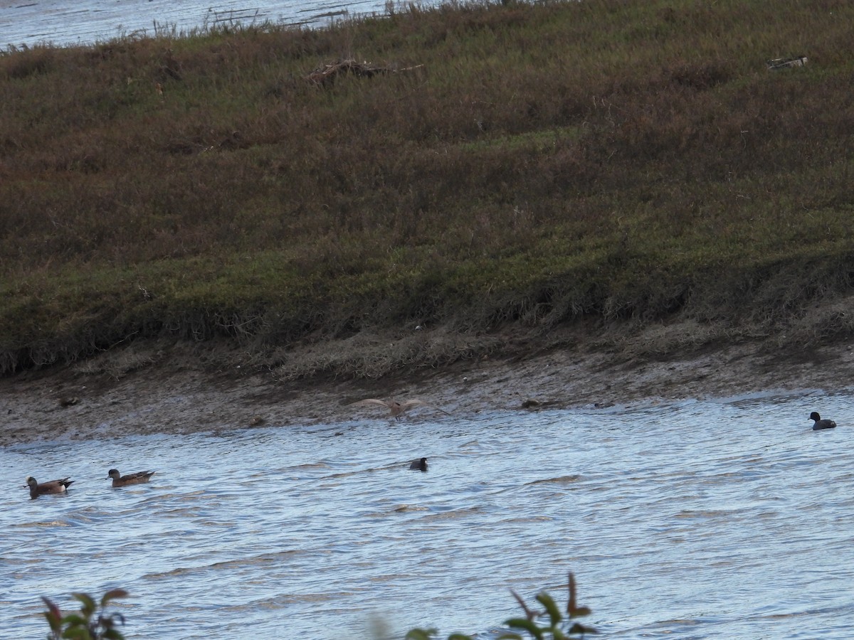 Whimbrel - Juan Ramírez