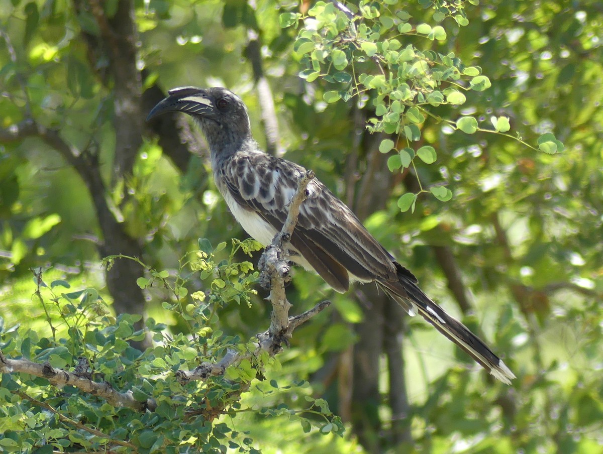 African Gray Hornbill - ML614432348