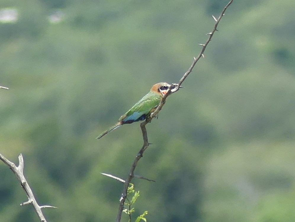 White-fronted Bee-eater - Peter Yendle