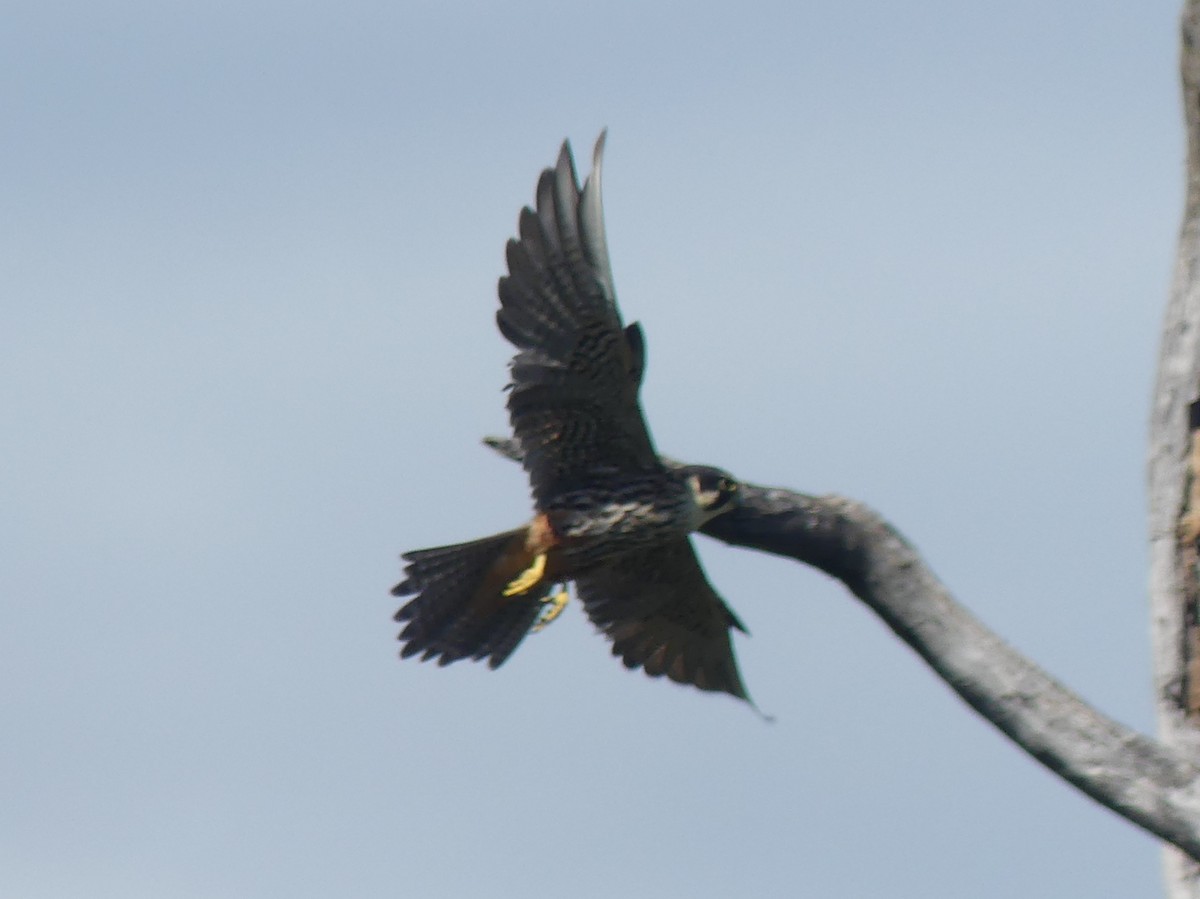 Eurasian Hobby - ML614432364